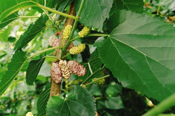 桑椹简介,是桑树的成熟果穗