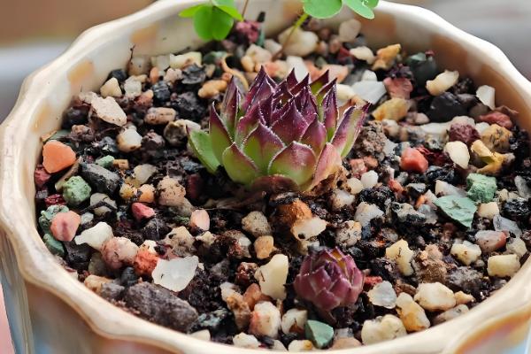 观音莲的养殖方法，高温季节适当多浇水