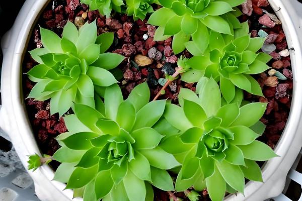 观音莲的养殖方法，高温季节适当多浇水