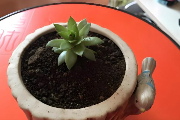 观音莲的养殖方法，高温季节适当多浇水