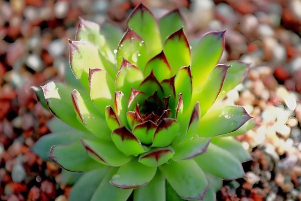 观音莲的养殖方法，高温季节适当多浇水