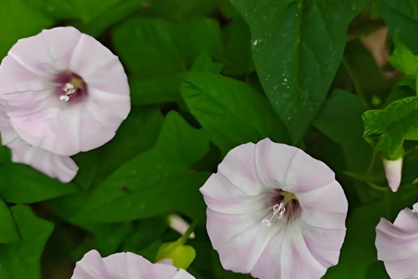 打碗花与牵牛花的区别是什么,株型和生长习性均不同