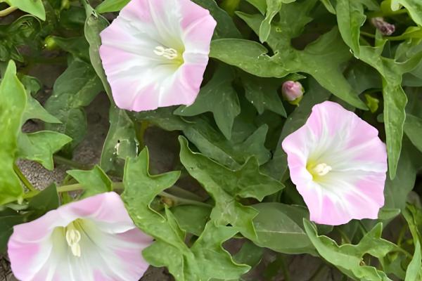 打碗花与牵牛花的区别是什么,株型和生长习性均不同