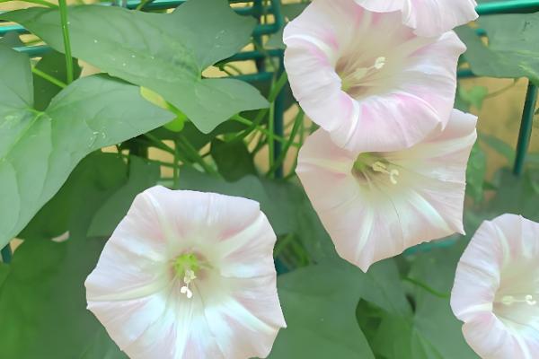 打碗花与牵牛花的区别是什么,株型和生长习性均不同