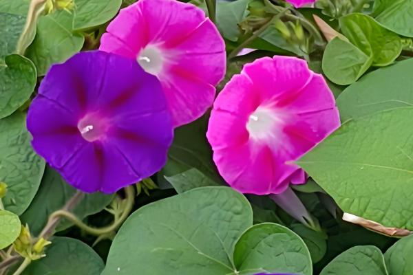 打碗花与牵牛花的区别是什么,株型和生长习性均不同