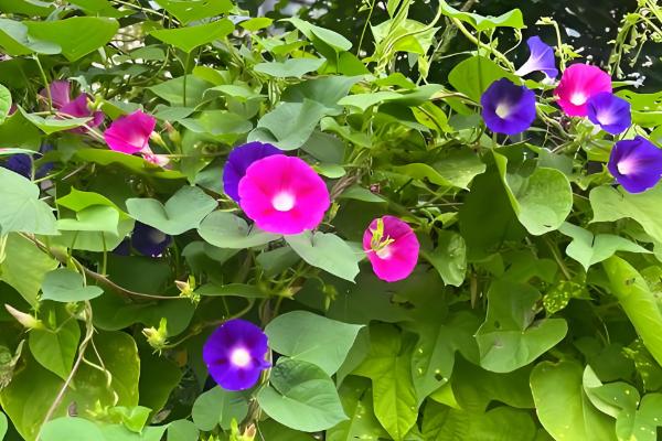 打碗花与牵牛花的区别是什么,株型和生长习性均不同