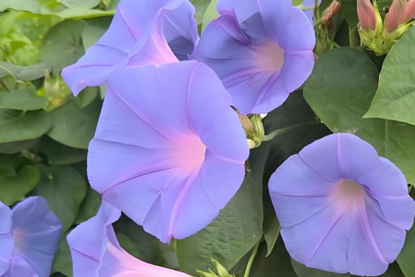 打碗花与牵牛花的区别是什么,株型和生长习性均不同