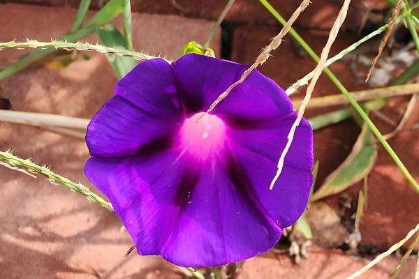 打碗花与牵牛花的区别是什么,株型和生长习性均不同