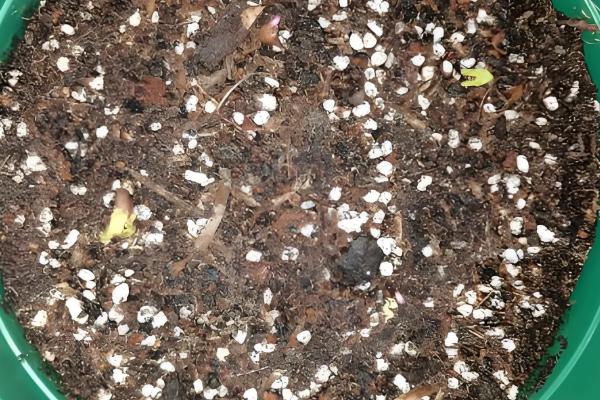 打碗花与牵牛花的区别是什么,株型和生长习性均不同