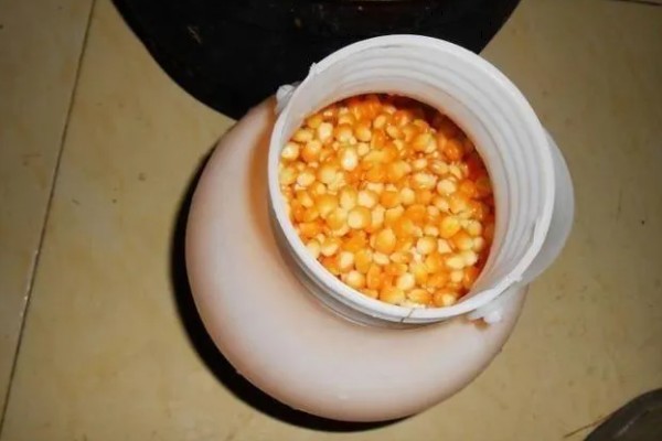 玉米怎么播种，均匀播撒种子并覆盖薄膜