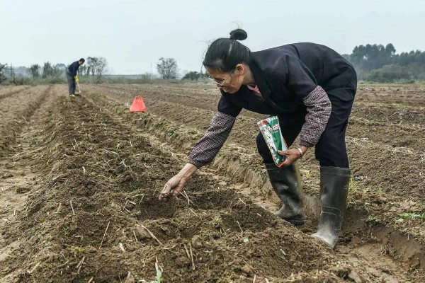 玉米怎么播种，均匀播撒种子并覆盖薄膜