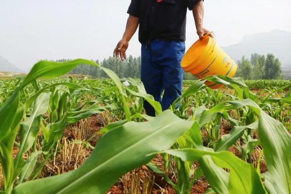 玉米怎么播种，均匀播撒种子并覆盖薄膜