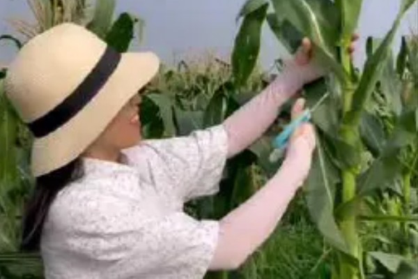 玉米怎么播种，均匀播撒种子并覆盖薄膜
