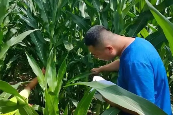 玉米怎么播种，均匀播撒种子并覆盖薄膜