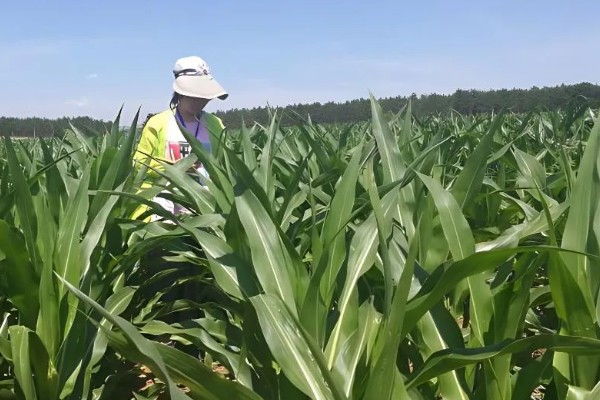 玉米怎么播种，均匀播撒种子并覆盖薄膜