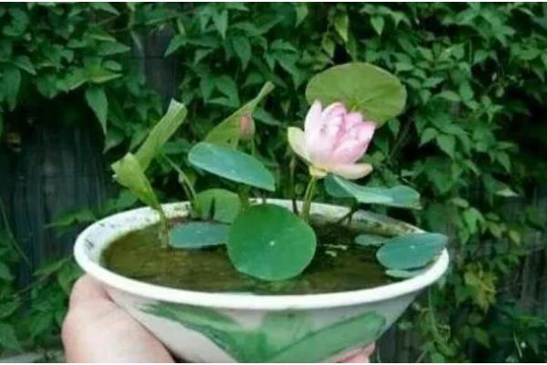 怎么养殖盆栽荷花,水量需超过土面2-3厘米