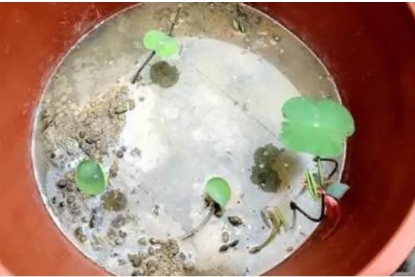 怎么养殖盆栽荷花,水量需超过土面2-3厘米