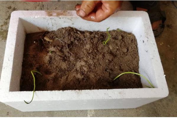 怎么养殖盆栽荷花,水量需超过土面2-3厘米