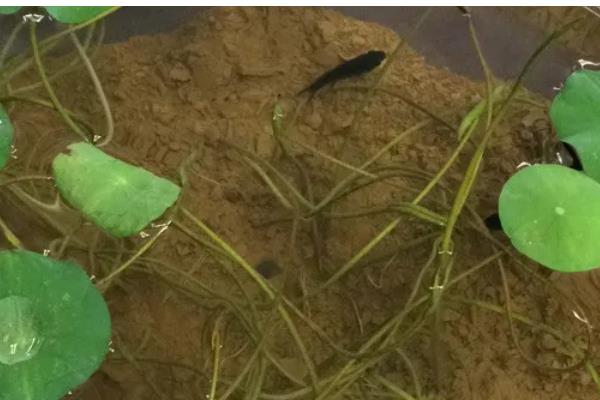 怎么养殖盆栽荷花,水量需超过土面2-3厘米