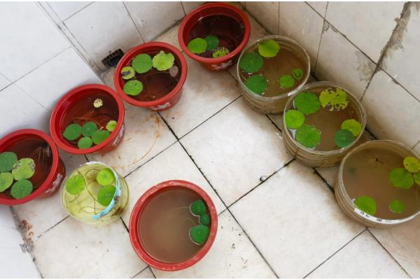 怎么养殖盆栽荷花,水量需超过土面2-3厘米