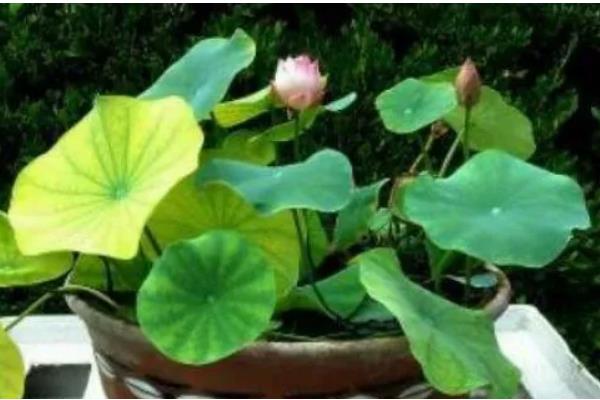 怎么养殖盆栽荷花,水量需超过土面2-3厘米