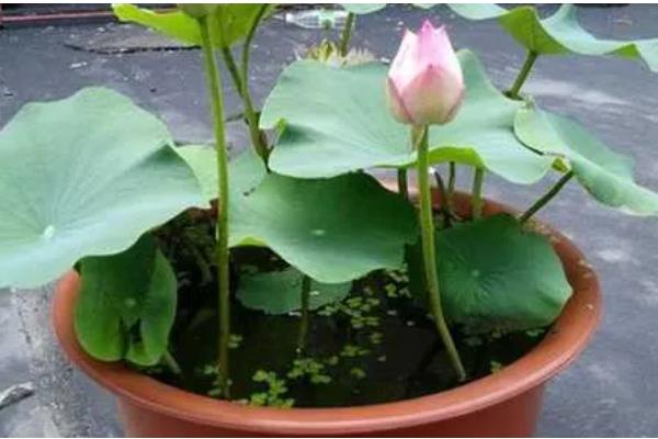 怎么养殖盆栽荷花,水量需超过土面2-3厘米