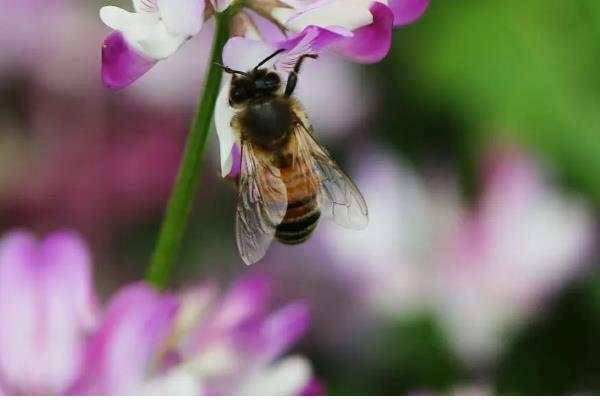紫云英蜂蜜与椴树蜂蜜的区别，蜜源、色泽、口感等方面都不同