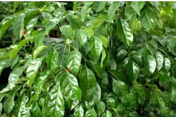 菜豆树的病虫防治技术，容易发生叶斑病和介壳虫病虫害