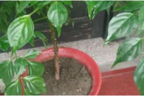 菜豆树的病虫防治技术，容易发生叶斑病和介壳虫病虫害