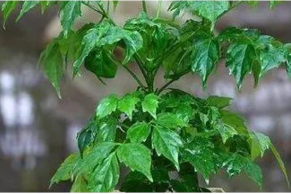 菜豆树的病虫防治技术，容易发生叶斑病和介壳虫病虫害