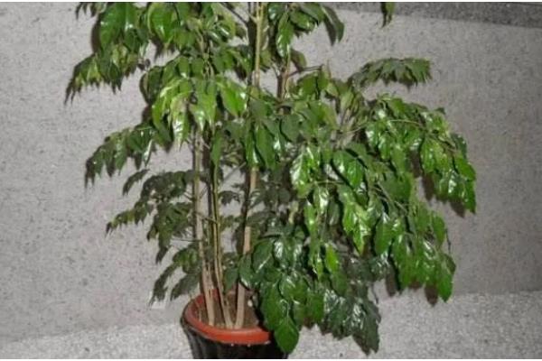 菜豆树的病虫防治技术，容易发生叶斑病和介壳虫病虫害