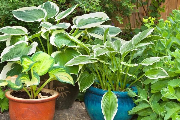 玉簪叶子发黄边缘干枯怎么处理，及时剪去发黄的叶片