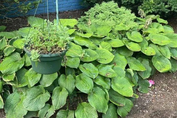 玉簪叶子发黄边缘干枯怎么处理，及时剪去发黄的叶片