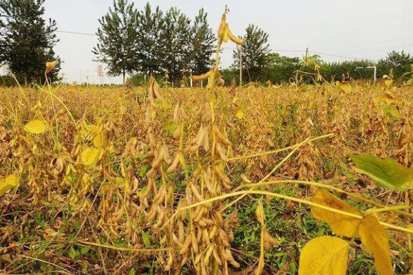 周豆25品种简介，夏播生育期为101天