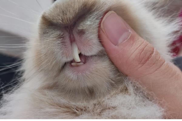 兔子牙齿咬合不正的危害，会引起咀嚼困难、食欲下降等