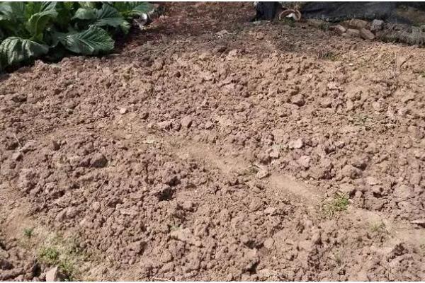 菜地土壤板结怎么办，多施农家肥可增加土壤的疏松度