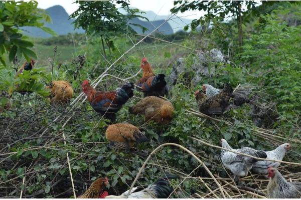 菜地土壤板结怎么办，多施农家肥可增加土壤的疏松度