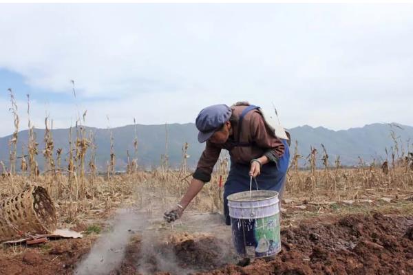 菜地土壤板结怎么办，多施农家肥可增加土壤的疏松度