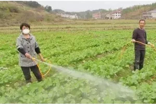 菜地土壤板结怎么办，多施农家肥可增加土壤的疏松度