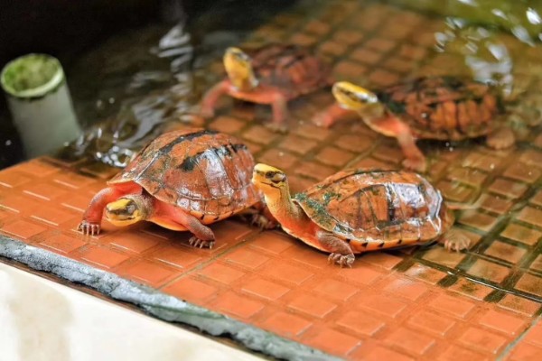 金头龟在鱼缸里会死吗，若水位过深会死