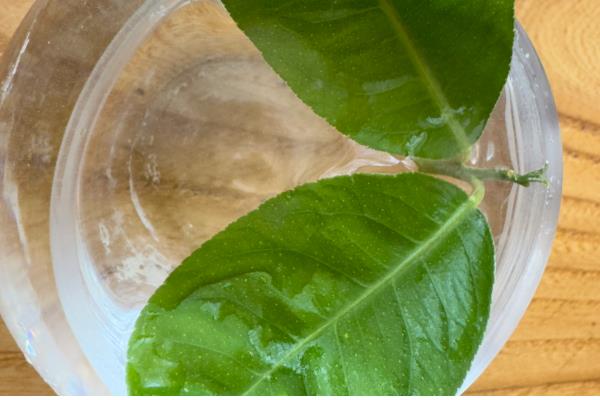 柠檬在水里可以生根吗，可以生根