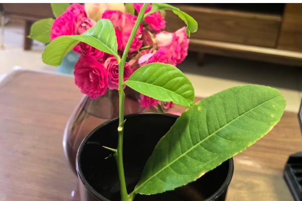 柠檬在水里可以生根吗，可以生根