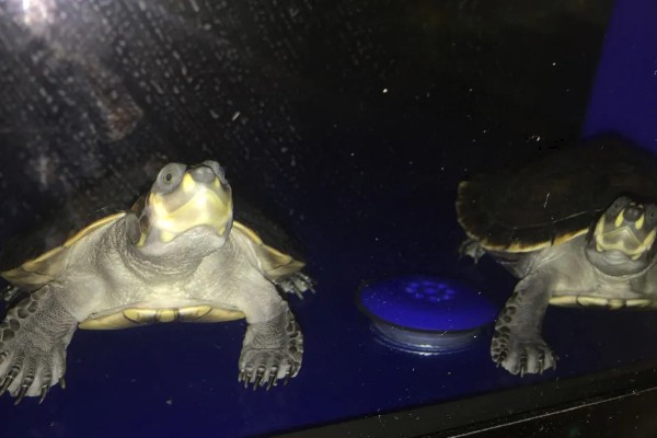 金头龟在鱼缸里会死吗，若水位过深会死