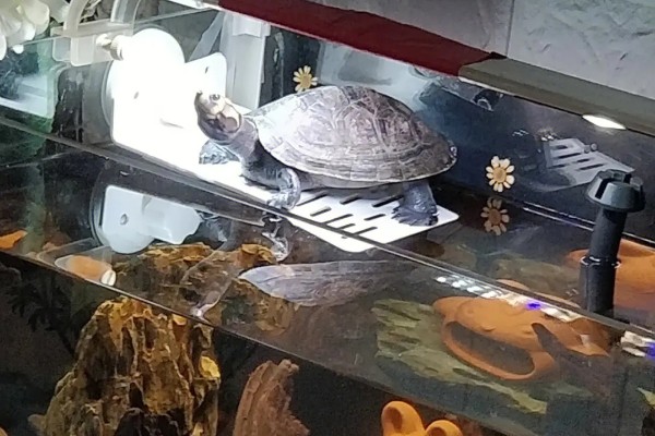 金头龟在鱼缸里会死吗，若水位过深会死