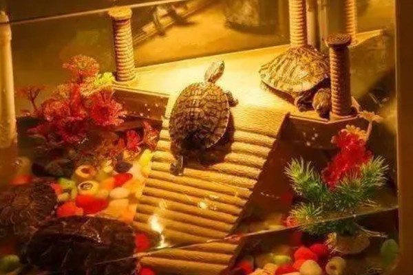 金头龟在鱼缸里会死吗，若水位过深会死