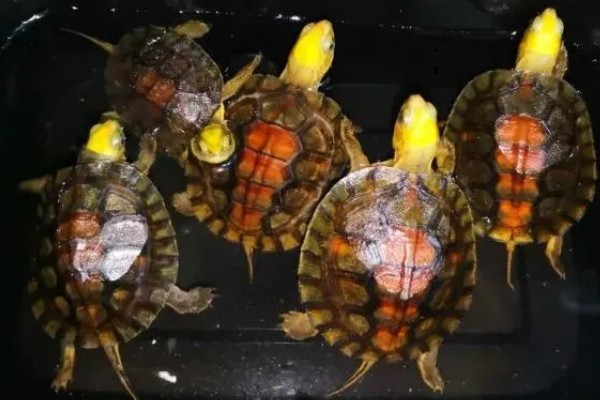 金头龟在鱼缸里会死吗，若水位过深会死