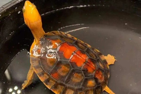 金头龟在鱼缸里会死吗，若水位过深会死