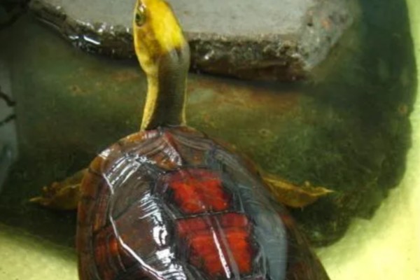 金头龟在鱼缸里会死吗，若水位过深会死