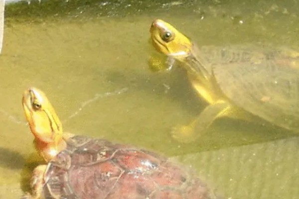 金头龟在鱼缸里会死吗，若水位过深会死