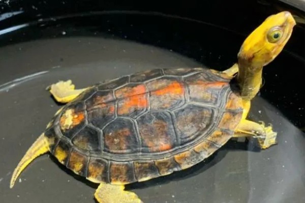 金头龟在鱼缸里会死吗，若水位过深会死